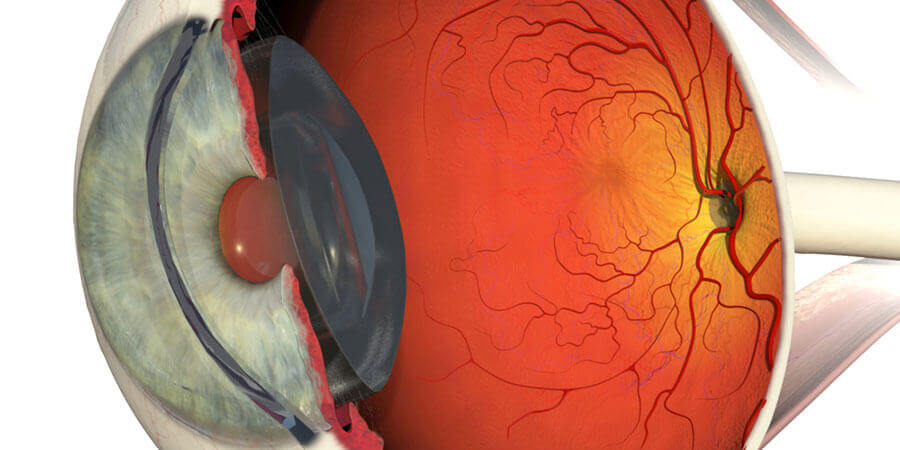 Retina e Vítreo - D'Olhos Hospital Dia